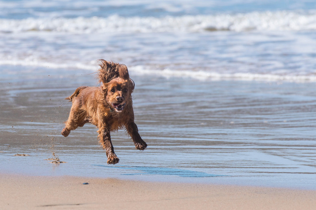 Petection dog supplement photo for optimal health