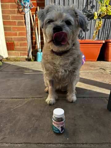 Image of Petection all-in-one supplement for dogs