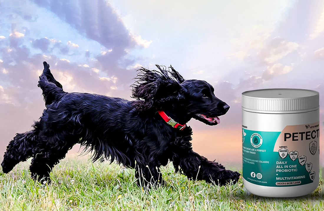 Petection daily dog health supplement image